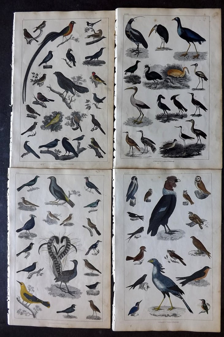 Goldsmith 1847 Lot of 4 Hand Col Bird Prints: Hand Colored Etching/Engraving Published 1847 by A. Fullarton & Co., London for "A History of the Earth and Animated Nature" by Oliver Goldsmith. Paper Size: 10 x 6 inch (25 x 16cm) Minor toning, Good