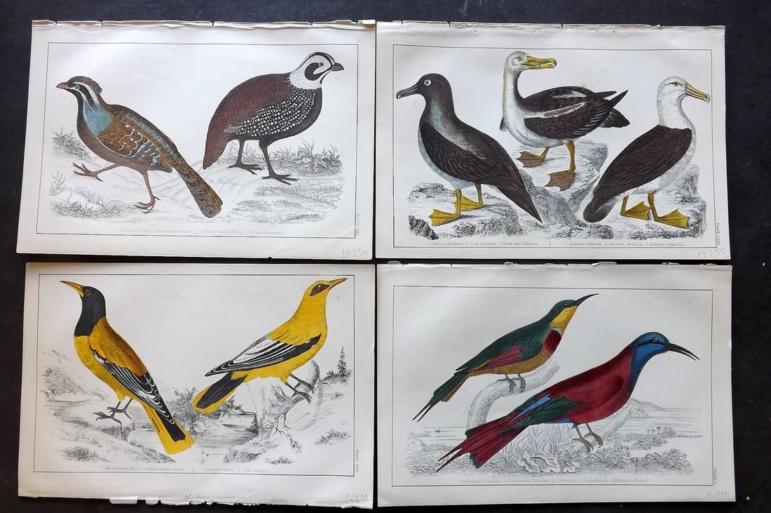 Goldsmith C1850 Lot of 4 Hand Col Bird Prints: Hand Colored Etching/Engraving Published C1850 by A. Fullarton & Co., London for "A History of the Earth and Animated Nature" by Oliver Goldsmith. Paper Size: 10 x 6 inch (25 x 16cm) Good Condition
