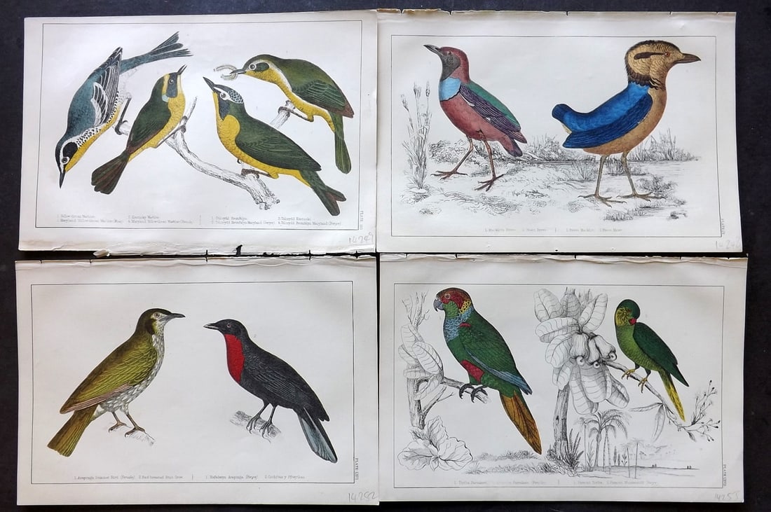 Goldsmith C1850 Lot of 4 Hand Col Bird Prints: Hand Colored Etching/Engraving Published C1850 by A. Fullarton & Co., London for "A History of the Earth and Animated Nature" by Oliver Goldsmith. Paper Size: 10 x 6 inch (25 x 16cm) Good Condition