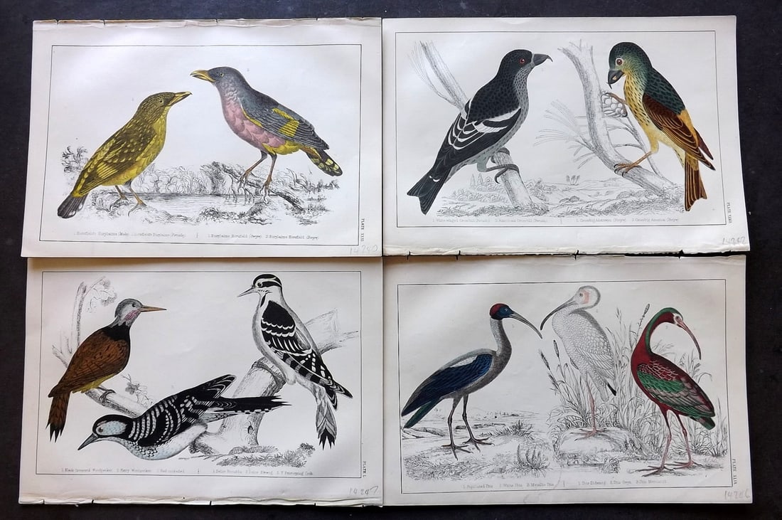Goldsmith C1850 Lot of 4 Hand Col Bird Prints: Hand Colored Etching/Engraving Published C1850 by A. Fullarton & Co., London for "A History of the Earth and Animated Nature" by Oliver Goldsmith. Paper Size: 10 x 6 inch (25 x 16cm) Good Condition