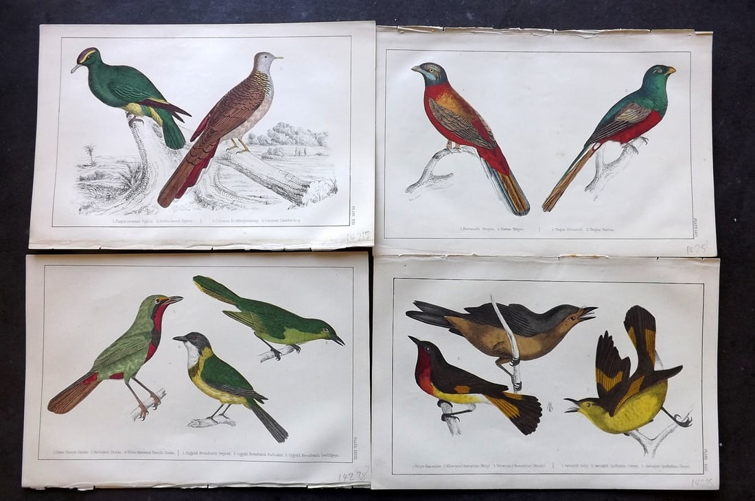 Goldsmith C1850 Lot of 4 Hand Col Bird Prints: Hand Colored Etching/Engraving Published C1850 by A. Fullarton & Co., London for "A History of the Earth and Animated Nature" by Oliver Goldsmith. Paper Size: 10 x 6 inch (25 x 16cm) Good Condition