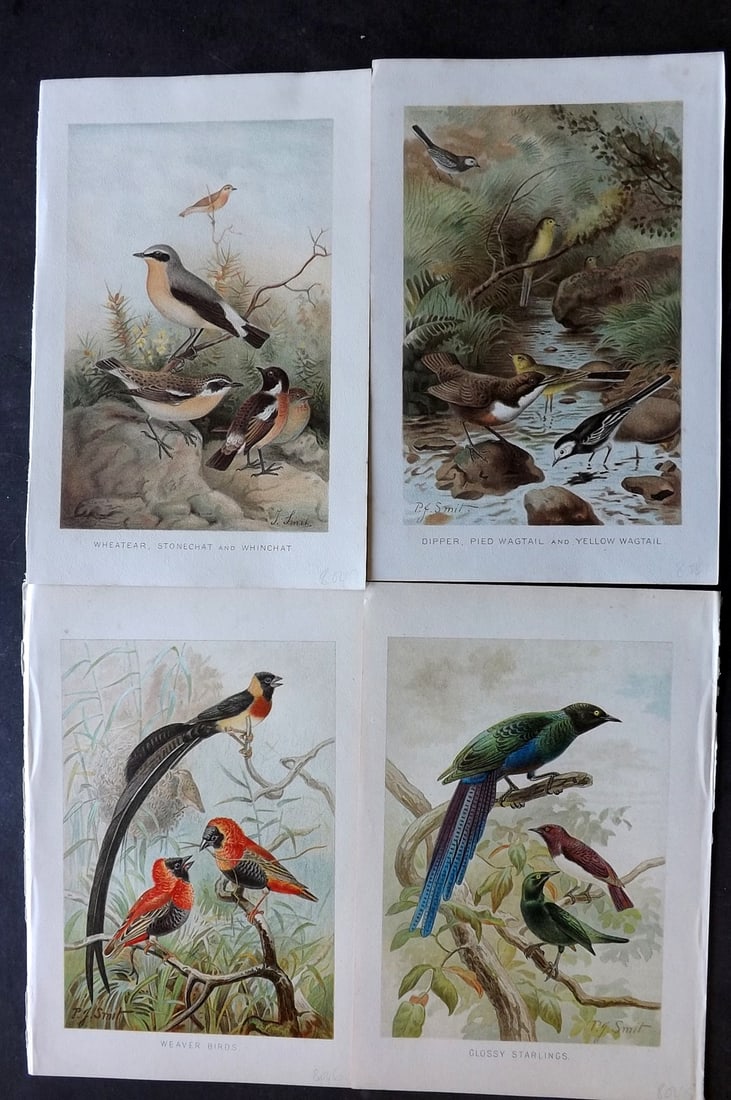 Lydekker, Richard 1896 Lot of 4 Antique Bird Prints: Chromolithograph Published 1894-96, London for "The Royal Natural History" by Richard Lydekker. Illustrated by Smit, Keulemans, Wolf and others. Paper Size: 10 x 6.5 inch (25 x 16.5cm) Good Condition