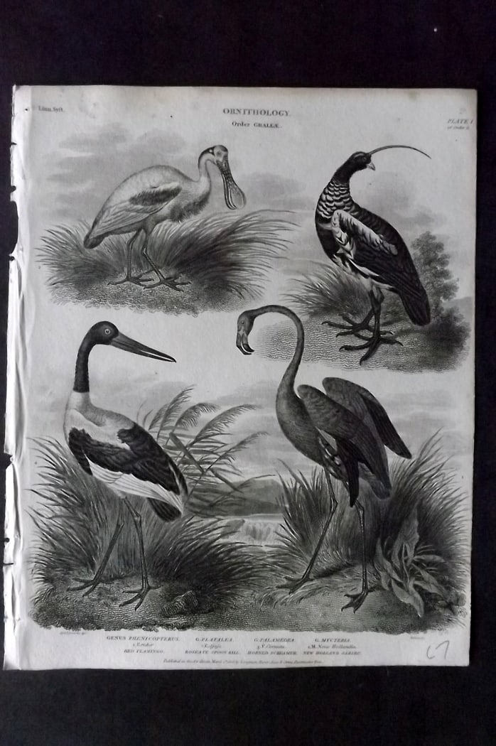 Rees, Abraham 1820 Bird Print. Red Flamingo, Roseate Spoonbill, New Holland Jabiru, Screamer: Copper Plate Published 1802-20 by Longman, Hurst, Rees & Orme for "The Cycloaedia: or, Universal dictionary of arts, sciences, and literature" By Abraham Rees. Paper Size: 10.5 x 8.5 inch (27 x 22cm)