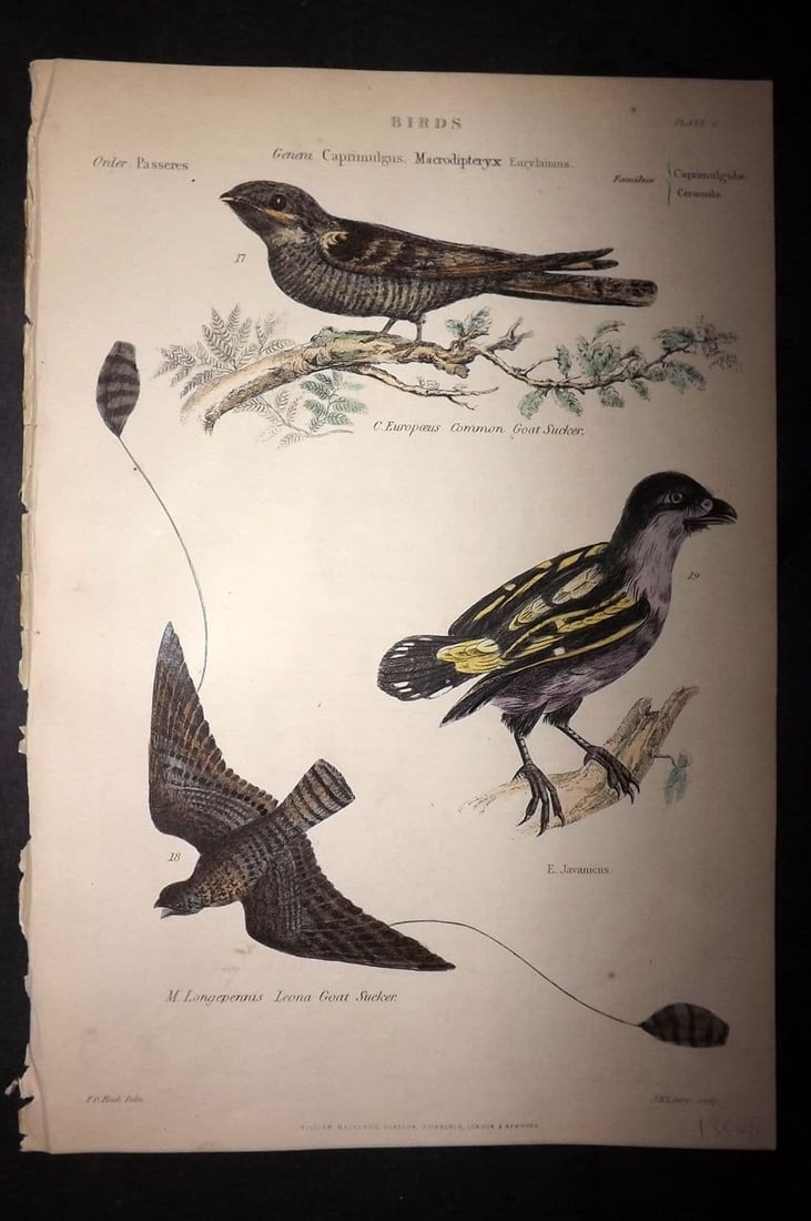 Richardson, John 1862 HC Bird Print. Goat Sucker, Banded Broadbill 06: Antique Steel Engraving/Etching Published 1859-62 by William Mackenzie, Edinburgh & London for "The Museum of Natural History" by John Richardson. Fine hand colour as issued. Paper Size: 10.5 x 7.5 in