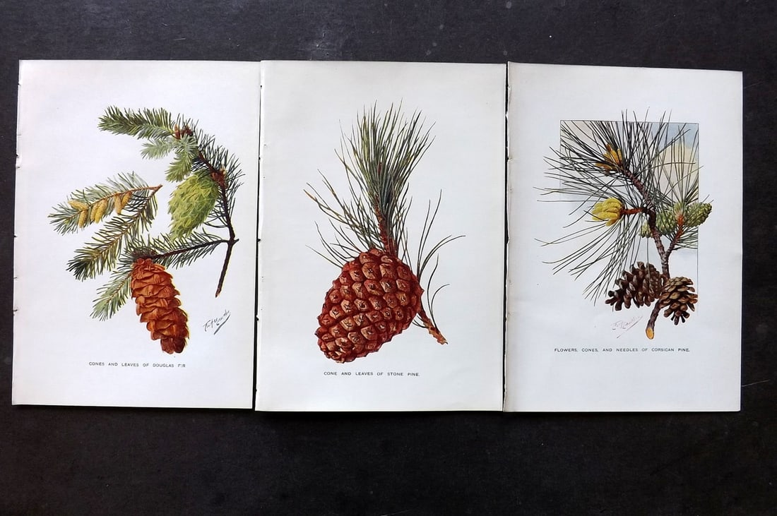 Boulger, George 1907 Lot of  3 Pine Cone Prints (1 of 2)