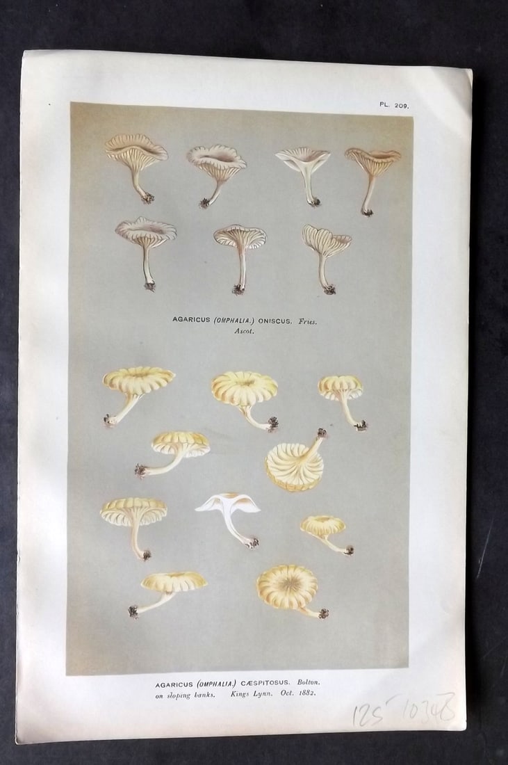 Cooke, Mordecai 1881 Antique Mushroom Print. Agaricus caespitosus 209 (1 of 1)