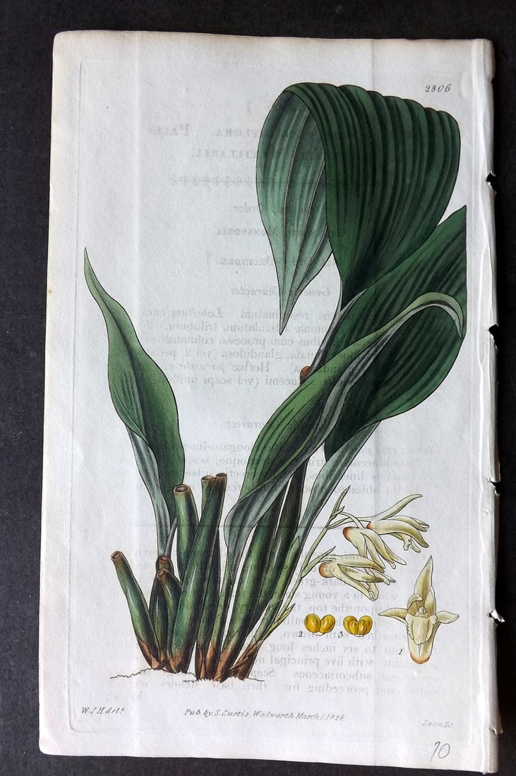 Curtis, William 1828 Hand Col Botanical Print. Pale Flowered Maxillaria 2806: Hand Colored Engraving/Etching Published 1787-1904, London for "The Botanical Magazine; or Flower-Garden Displayed" and later "Curtis's Botanical Magazine..." by William Curtis, continued by John Simm