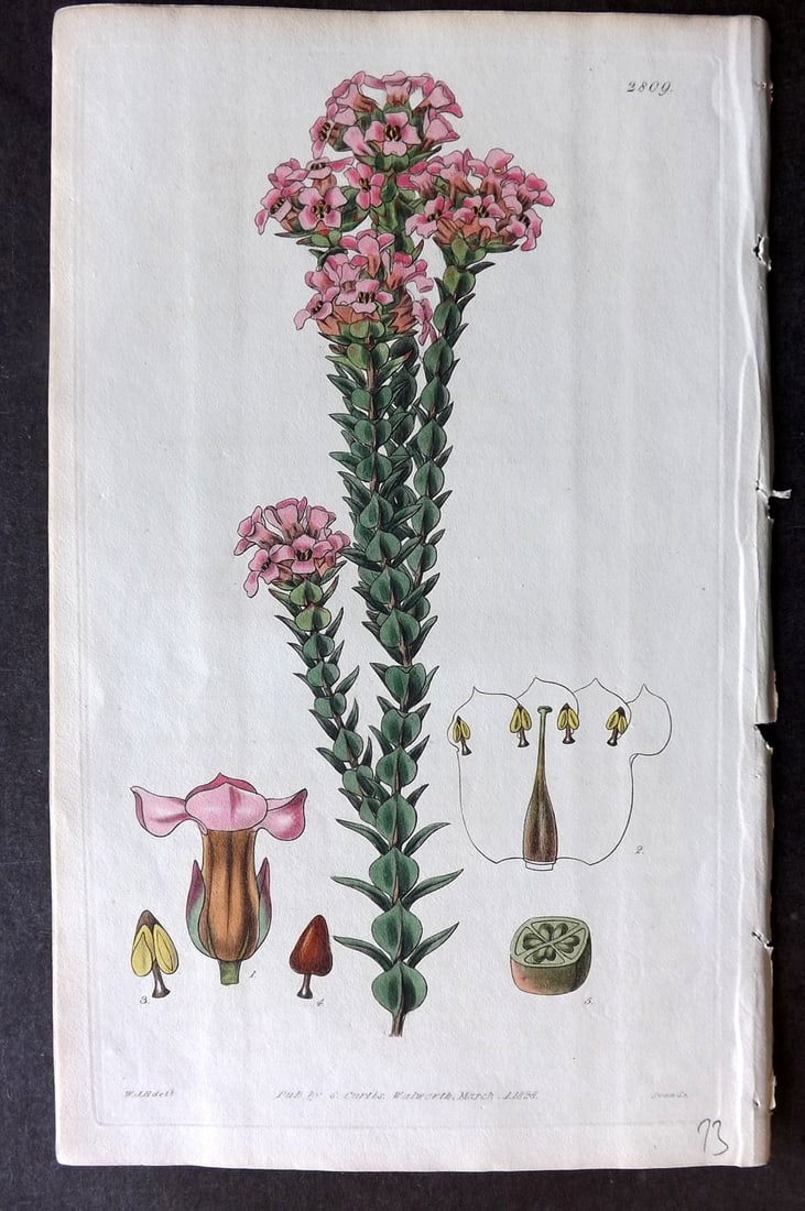 Curtis, William 1828 Hand Col Botanical Print. Imbricated Penaea 2809: Hand Colored Engraving/Etching Published 1787-1904, London for "The Botanical Magazine; or Flower-Garden Displayed" and later "Curtis's Botanical Magazine..." by William Curtis, continued by John Simm