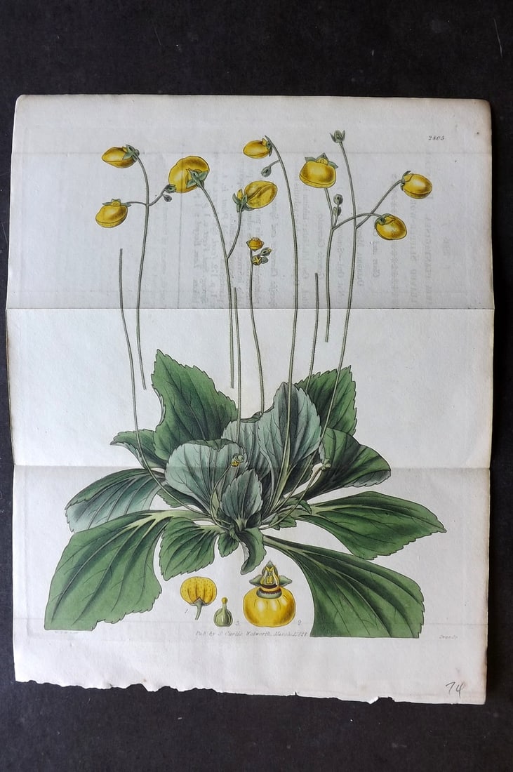 Curtis, William 1828 Hand Col Double Botanical Print. Plaintain Leaved Slipper Wort 2805: Hand Colored Engraving/Etching Published 1787-1904, London for "The Botanical Magazine; or Flower-Garden Displayed" and later "Curtis's Botanical Magazine..." by William Curtis, continued by John Simm