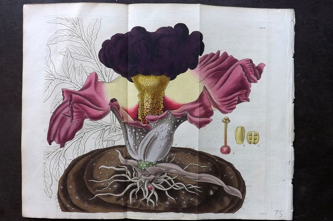 Curtis, William 1828 Hand Col Double Botanical Print. Campanulate Arum 2812: Hand Colored Engraving/Etching Published 1787-1904, London for "The Botanical Magazine; or Flower-Garden Displayed" and later "Curtis's Botanical Magazine..." by William Curtis, continued by John Simm