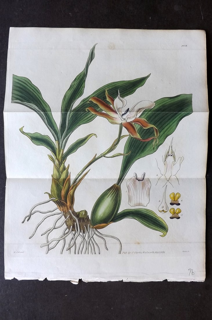 Curtis, William 1828 Hand Col Double Botanical Print. Rostrate Zygopetalon 2819 Orchid: Hand Colored Engraving/Etching Published 1787-1904, London for "The Botanical Magazine; or Flower-Garden Displayed" and later "Curtis's Botanical Magazine..." by William Curtis, continued by John Simm