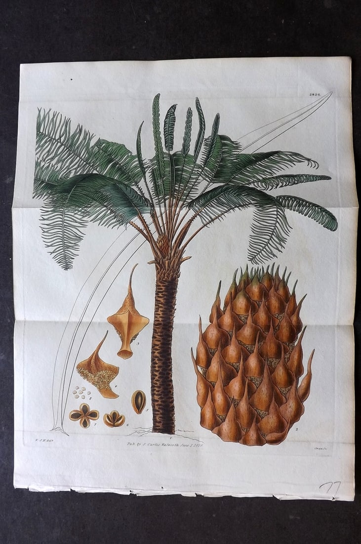 Curtis, William 1828 Hand Col Double Botanical Print. Broad Leaved Cycas 2826 Palm: Hand Colored Engraving/Etching Published 1787-1904, London for "The Botanical Magazine; or Flower-Garden Displayed" and later "Curtis's Botanical Magazine..." by William Curtis, continued by John Simm