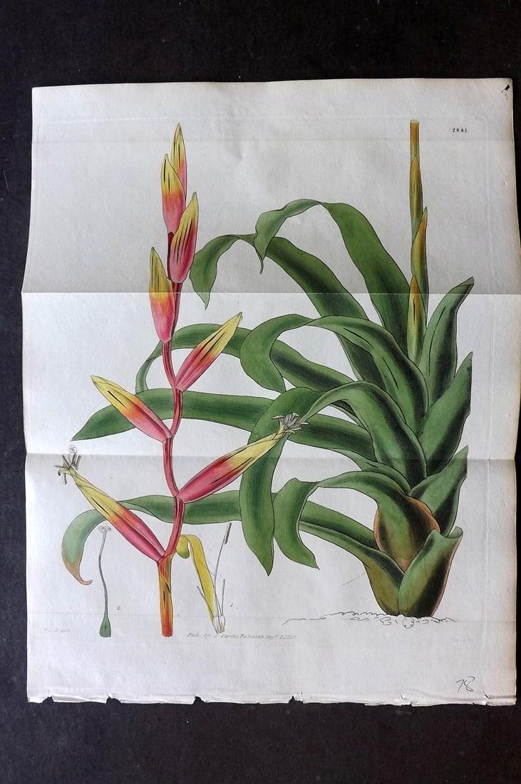 Curtis, William 1828 Hand Col Double Botanical Print. Gaudy-Flowered Tillandsia 2841: Hand Colored Engraving/Etching Published 1787-1904, London for "The Botanical Magazine; or Flower-Garden Displayed" and later "Curtis's Botanical Magazine..." by William Curtis, continued by John Simm