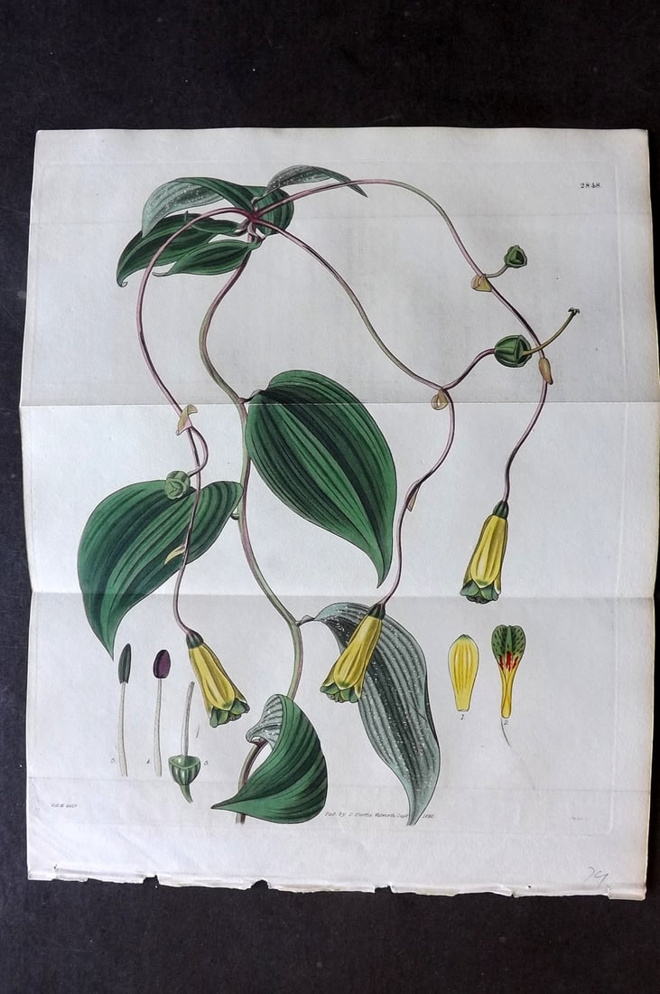 Curtis, William 1828 Hand Col Double Botanical Print. Broad Leaved Downy Alstroemeria 2848: Hand Colored Engraving/Etching Published 1787-1904, London for "The Botanical Magazine; or Flower-Garden Displayed" and later "Curtis's Botanical Magazine..." by William Curtis, continued by John Simm