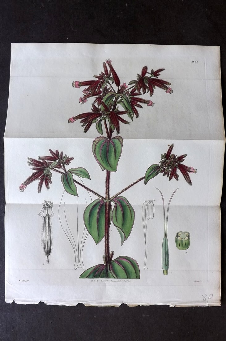 Curtis, William 1828 Hand Col Double Botanical Print. Clammy-Stalked Soapwort 2855: Hand Colored Engraving/Etching Published 1787-1904, London for "The Botanical Magazine; or Flower-Garden Displayed" and later "Curtis's Botanical Magazine..." by William Curtis, continued by John Simm