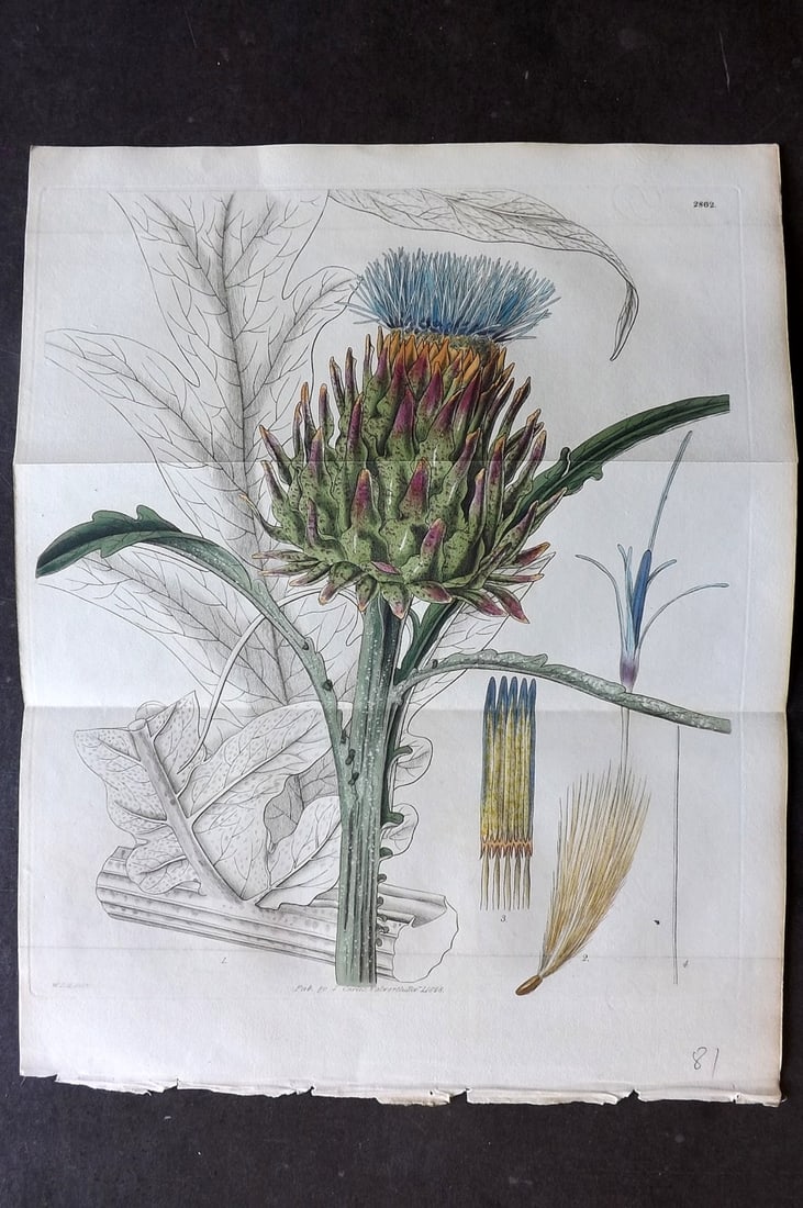 Curtis, William 1828 Hand Col Double Botanical Print. Cardoon Unarmed 2862: Hand Colored Engraving/Etching Published 1787-1904, London for "The Botanical Magazine; or Flower-Garden Displayed" and later "Curtis's Botanical Magazine..." by William Curtis, continued by John Simm