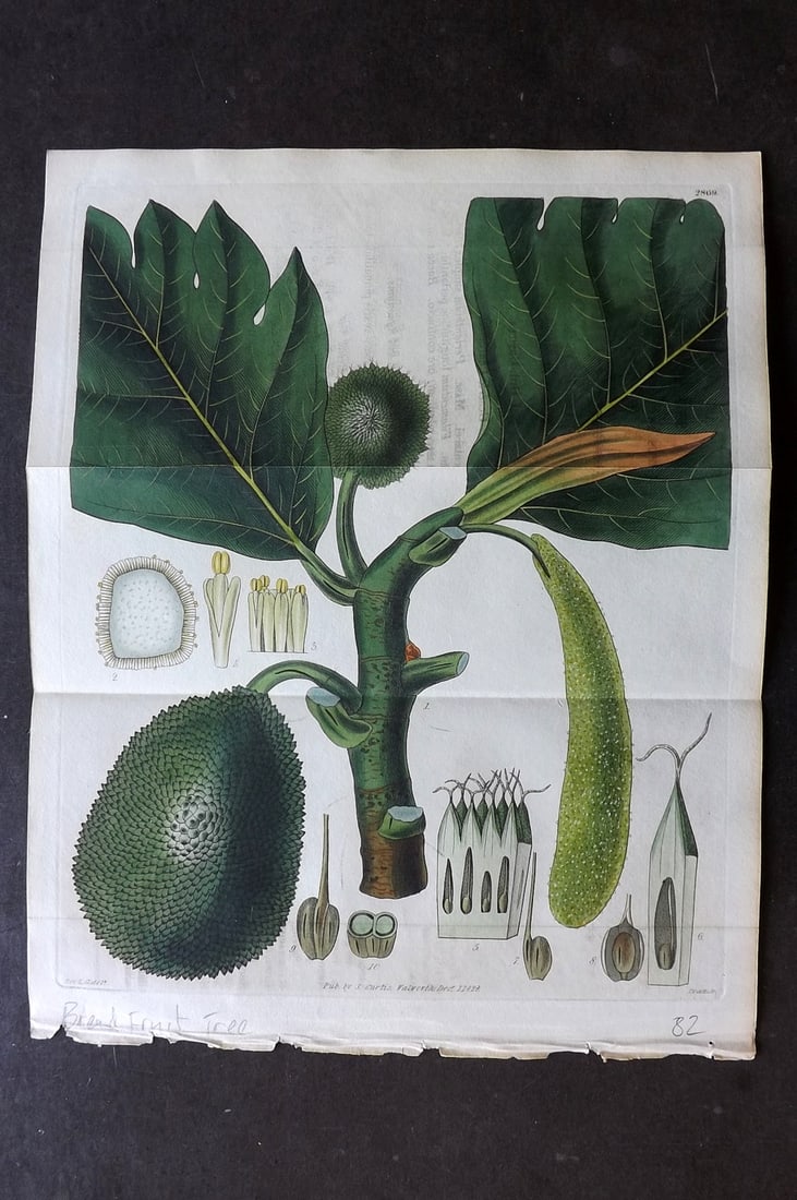 Curtis, William 1828 Hand Col Double Botanical Print. Bread Fruit Tree 2869 (1 of 1)