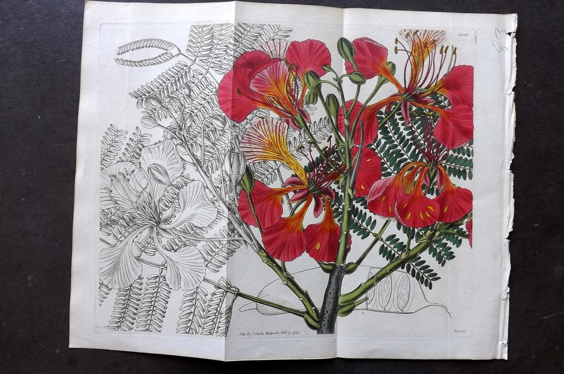 Curtis, William 1828 Hand Col Double Botanical Print. Superb Poinciana 2884: Hand Colored Engraving/Etching Published 1787-1904, London for "The Botanical Magazine; or Flower-Garden Displayed" and later "Curtis's Botanical Magazine..." by William Curtis, continued by John Simm