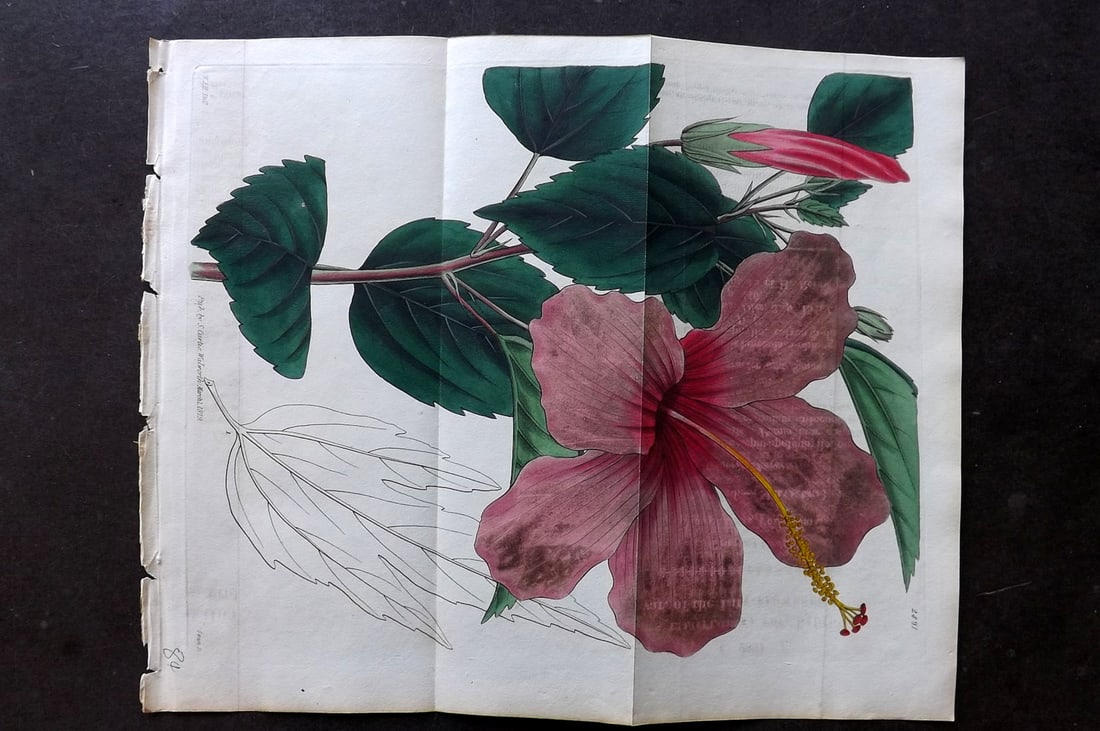 Curtis, William 1828 Hand Col Double Botanical Print. Lily Flowered Hibiscus 2891: Hand Colored Engraving/Etching Published 1787-1904, London for "The Botanical Magazine; or Flower-Garden Displayed" and later "Curtis's Botanical Magazine..." by William Curtis, continued by John Simm