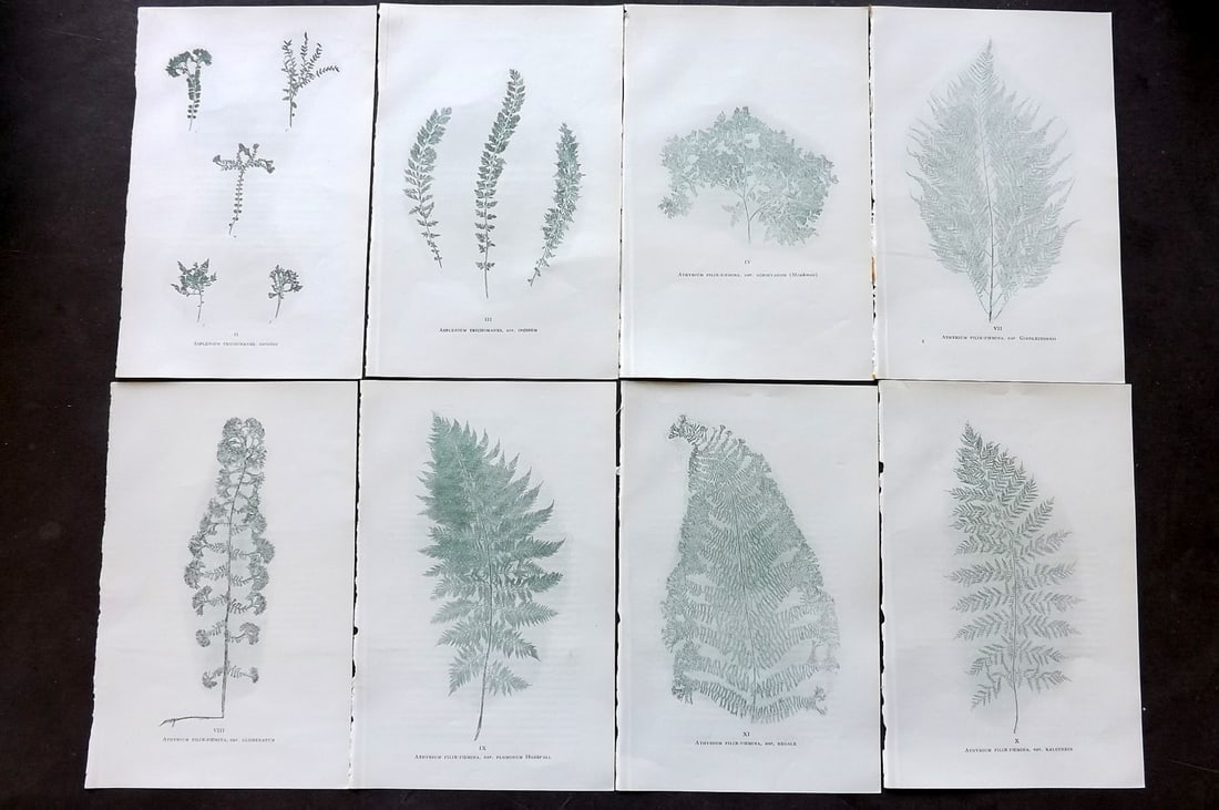 Druery, Charles C1910 Lot of 8 Nature Printed Ferns: Nature Printed Offset Lithographs Published C1910, London for "British Ferns and Their Varieties" by Charles Druery. Paper Size: 8.5 x 5 inch (22 x 13cm) Unrelated text to reverse. Good Condition
