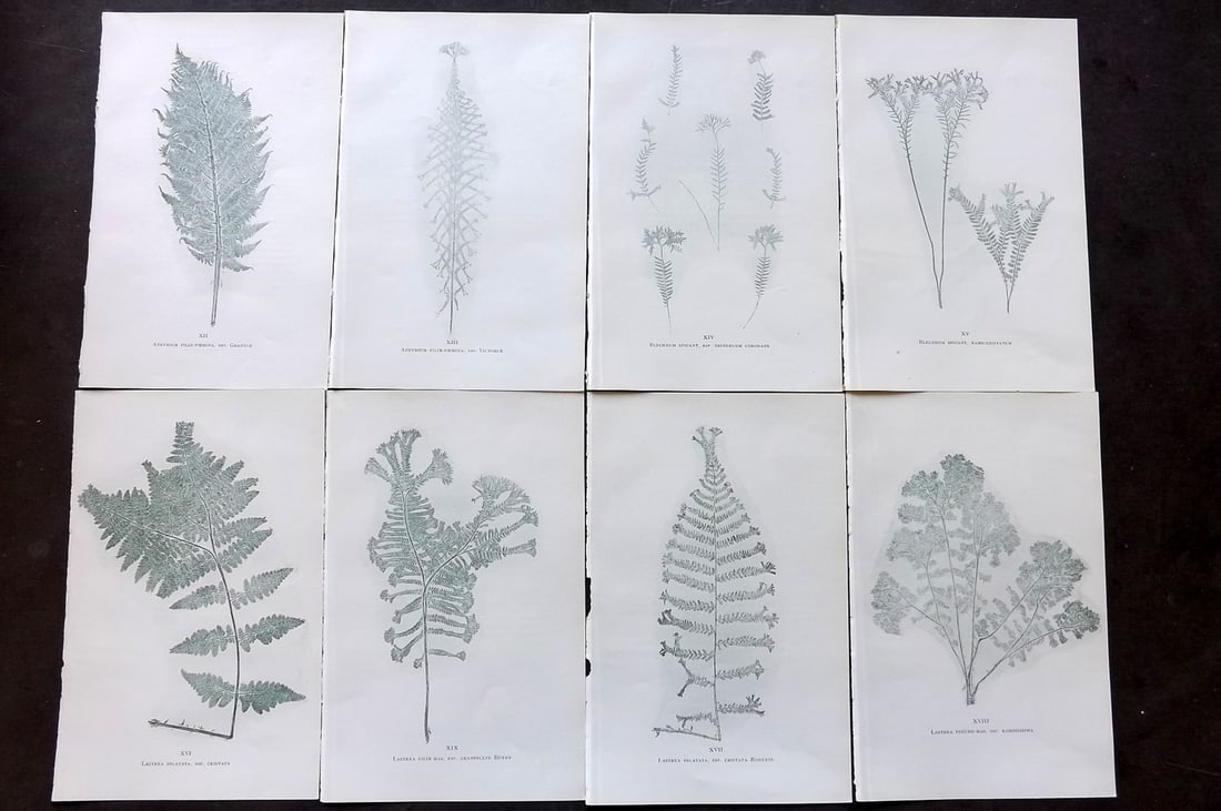 Druery, Charles C1910 Lot of 8 Nature Printed Ferns: Nature Printed Offset Lithographs Published C1910, London for "British Ferns and Their Varieties" by Charles Druery. Paper Size: 8.5 x 5 inch (22 x 13cm) Unrelated text to reverse. Good Condition