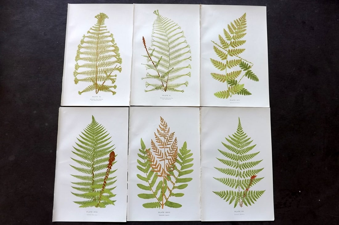 Druery, Charles C1910 Lot of 6 Antique Fern Prints: Chromolithographs Published C1910, London for "British Ferns and Their Varieties" by Charles Druery. Reverse side blank. Paper Size: 8.5 x 5 inch (22 x 13cm) Good Condition