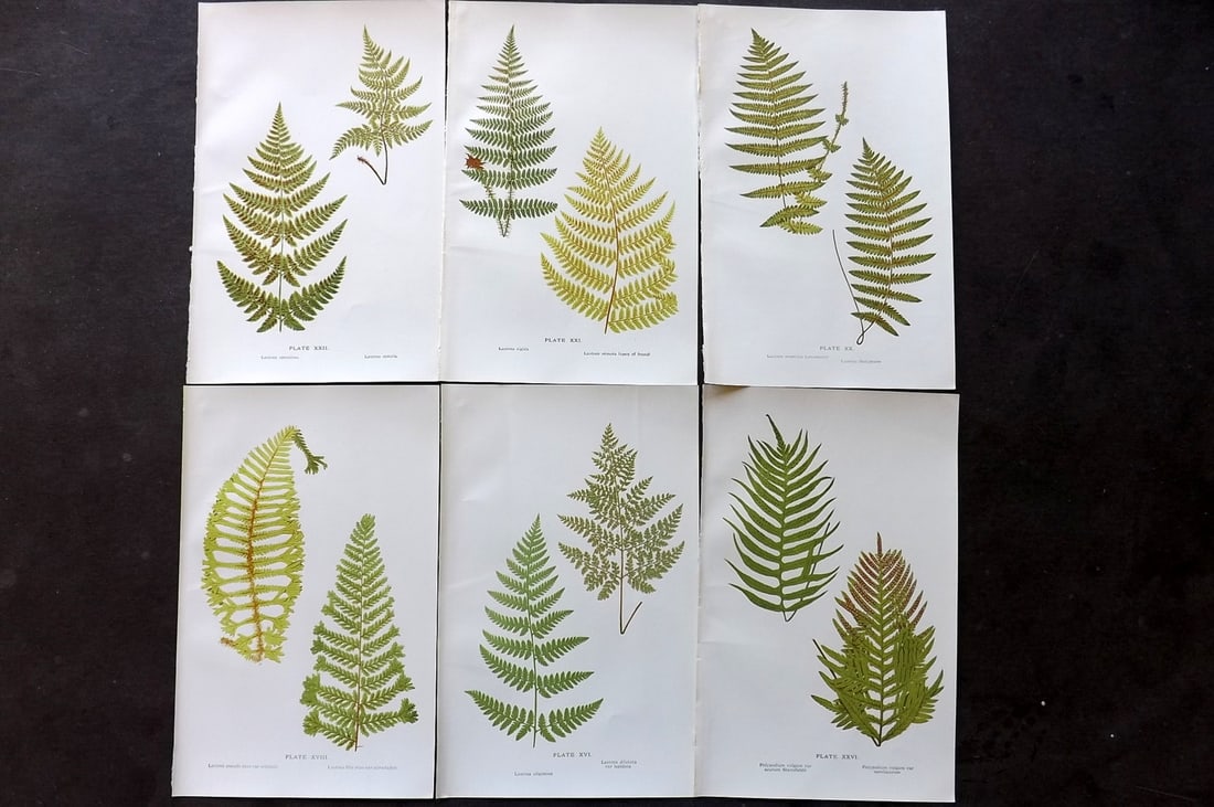 Druery, Charles C1910 Lot of 6 Antique Fern Prints: Chromolithographs Published C1910, London for "British Ferns and Their Varieties" by Charles Druery. Reverse side blank. Paper Size: 8.5 x 5 inch (22 x 13cm) Good Condition