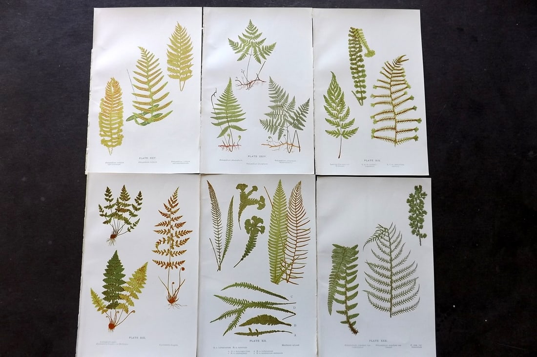 Druery, Charles C1910 Lot of 6 Antique Fern Prints: Chromolithographs Published C1910, London for "British Ferns and Their Varieties" by Charles Druery. Reverse side blank. Paper Size: 8.5 x 5 inch (22 x 13cm) Good Condition