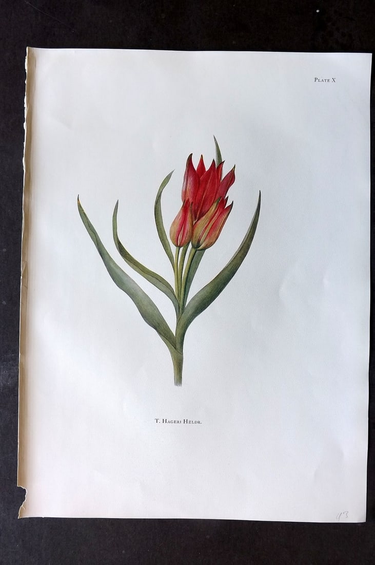 Dykes, William 1930 Folio Botanical Print. Tulip Hageri Heldr 10: Folio Lithograph Published 1930 by Herbert Jenkins, London for "Notes on the Tulip Species" by William R. Dykes. Edited and Illustrated by Katherine Dykes. Paper Size: 15 x 11 inch (38 x 28cm) Good Co