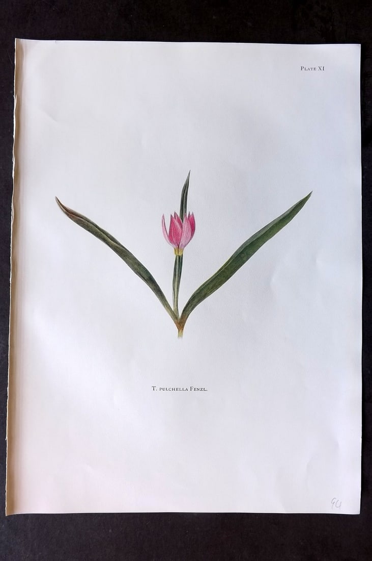 Dykes, William 1930 Folio Botanical Print. Tulip Pulchella Fenzl 11: Folio Lithograph Published 1930 by Herbert Jenkins, London for "Notes on the Tulip Species" by William R. Dykes. Edited and Illustrated by Katherine Dykes. Paper Size: 15 x 11 inch (38 x 28cm) Good Co