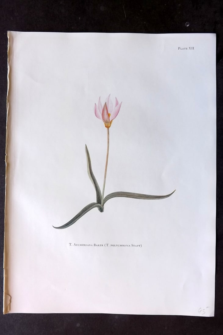 Dykes, William 1930 Folio Botanical Print. Tulip Aucheriana Baker 12: Folio Lithograph Published 1930 by Herbert Jenkins, London for "Notes on the Tulip Species" by William R. Dykes. Edited and Illustrated by Katherine Dykes. Paper Size: 15 x 11 inch (38 x 28cm) Good Co