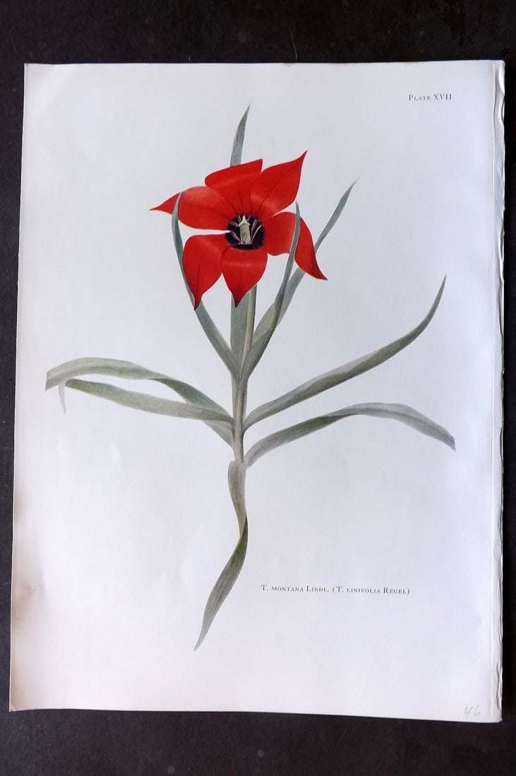 Dykes, William 1930 Folio Botanical Print. Tulip Montana Lindl 17: Folio Lithograph Published 1930 by Herbert Jenkins, London for "Notes on the Tulip Species" by William R. Dykes. Edited and Illustrated by Katherine Dykes. Paper Size: 15 x 11 inch (38 x 28cm) Good Co