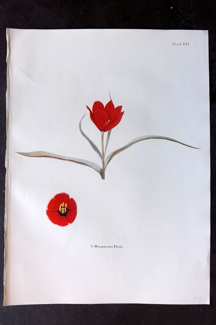Dykes, William 1930 Folio Botanical Print. Tulip Wilsoniana Hoog 21: Folio Lithograph Published 1930 by Herbert Jenkins, London for "Notes on the Tulip Species" by William R. Dykes. Edited and Illustrated by Katherine Dykes. Paper Size: 15 x 11 inch (38 x 28cm) Good Co