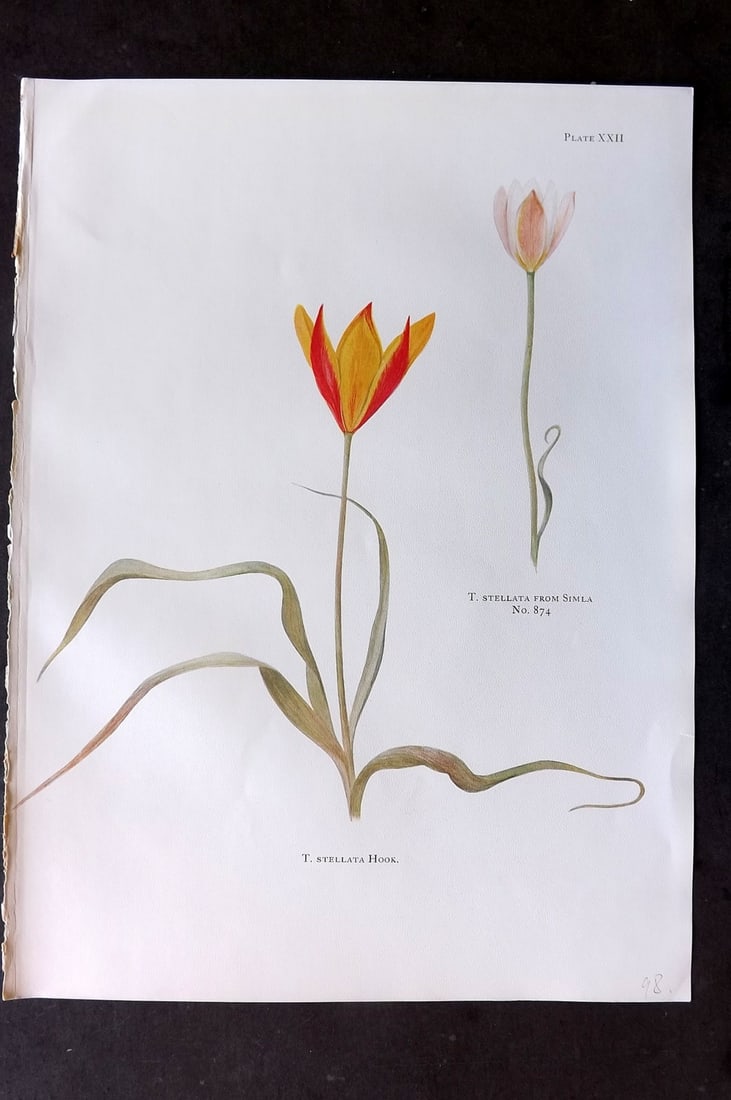 Dykes, William 1930 Folio Botanical Print. Tulip Stellata 22 (1 of 1)