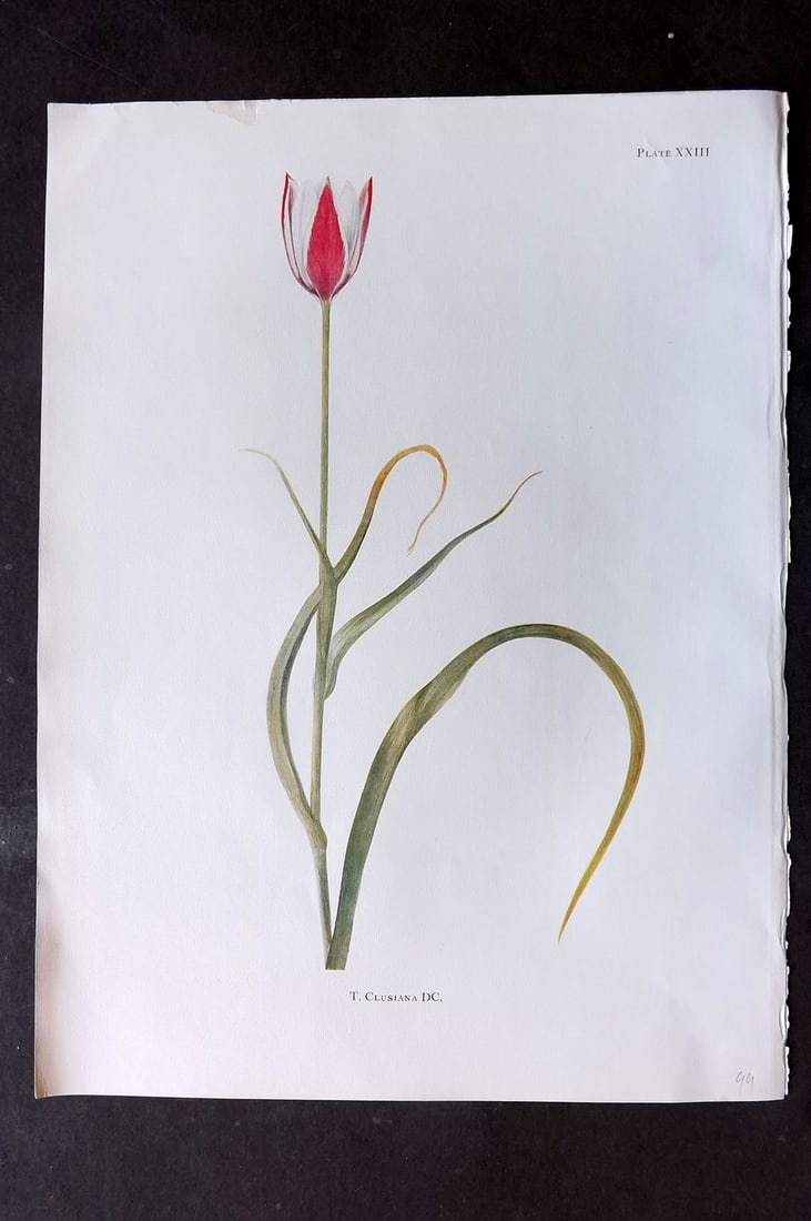Dykes, William 1930 Folio Botanical Print. Tulip Clusiana 23: Folio Lithograph Published 1930 by Herbert Jenkins, London for "Notes on the Tulip Species" by William R. Dykes. Edited and Illustrated by Katherine Dykes. Paper Size: 15 x 11 inch (38 x 28cm) Good Co