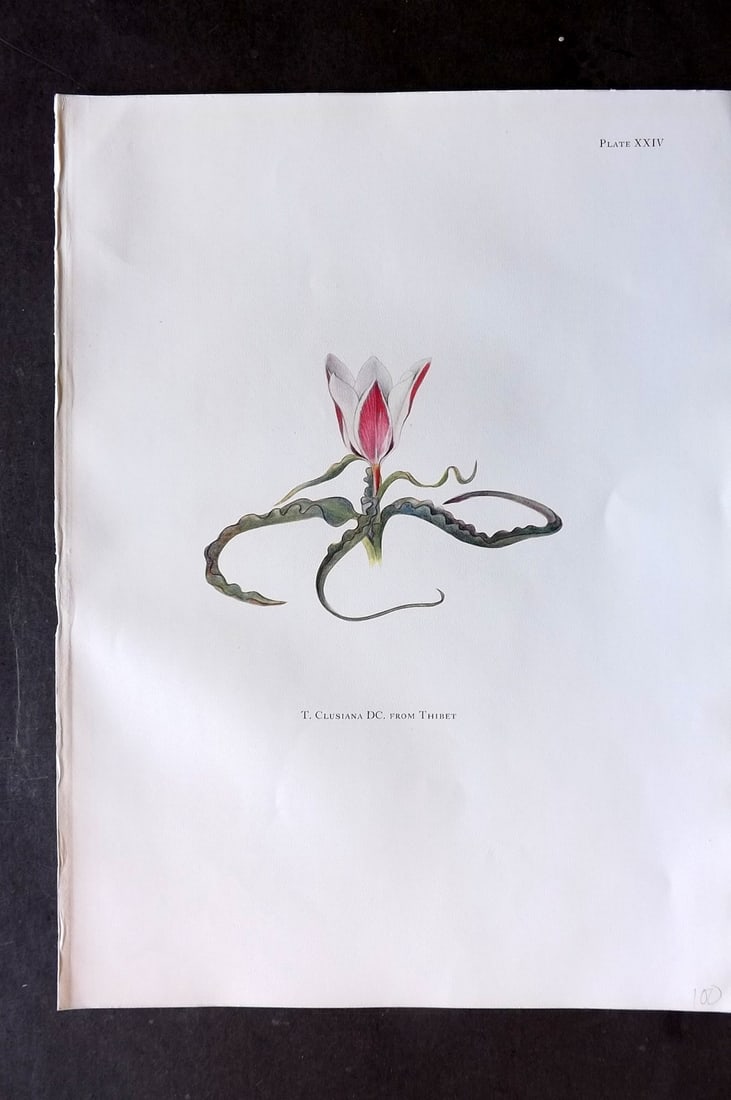 Dykes, William 1930 Folio Botanical Print. Tulip Clusiana 24: Folio Lithograph Published 1930 by Herbert Jenkins, London for "Notes on the Tulip Species" by William R. Dykes. Edited and Illustrated by Katherine Dykes. Paper Size: 15 x 11 inch (38 x 28cm) Good Co