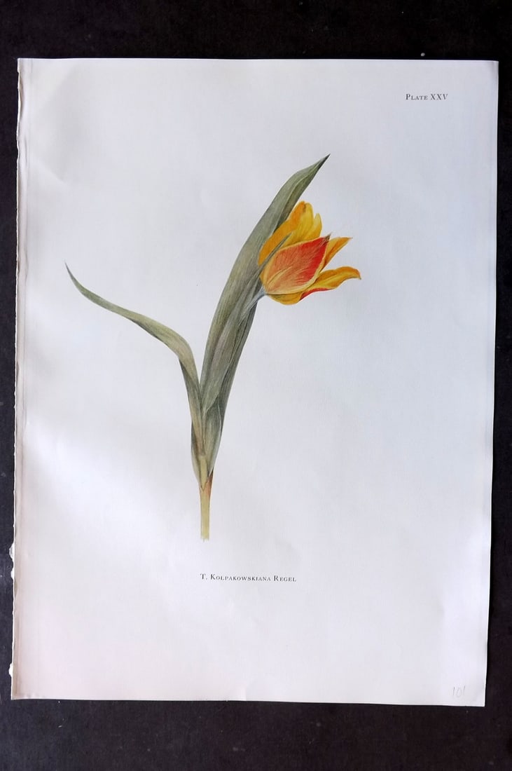 Dykes, William 1930 Folio Botanical Print. Tulip Kolpakowskiana 25: Folio Lithograph Published 1930 by Herbert Jenkins, London for "Notes on the Tulip Species" by William R. Dykes. Edited and Illustrated by Katherine Dykes. Paper Size: 15 x 11 inch (38 x 28cm) Good Co