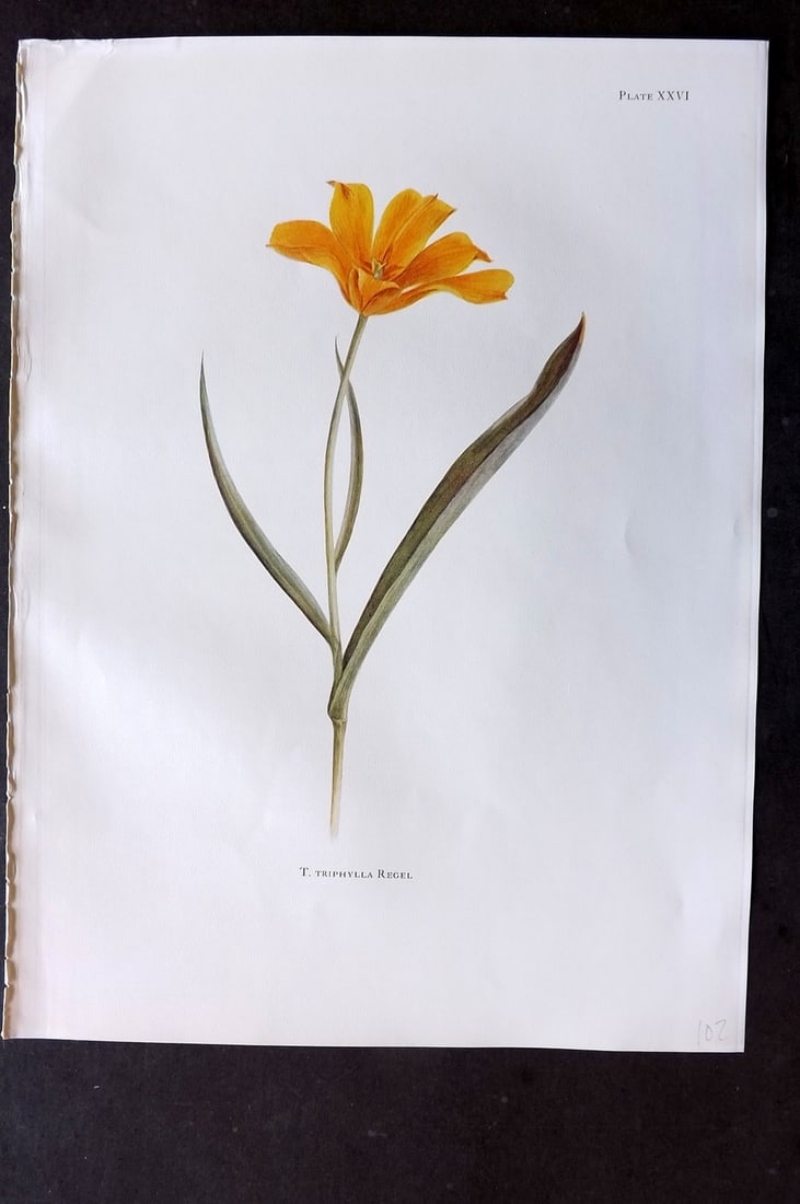 Dykes, William 1930 Folio Botanical Print. Tulip Triphylla 26: Folio Lithograph Published 1930 by Herbert Jenkins, London for "Notes on the Tulip Species" by William R. Dykes. Edited and Illustrated by Katherine Dykes. Paper Size: 15 x 11 inch (38 x 28cm) Good Co