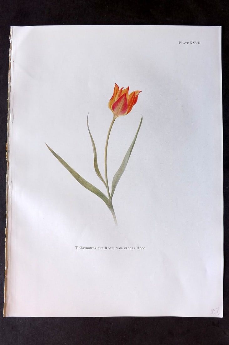 Dykes, William 1930 Folio Botanical Print. Tulip Ostrowskiana Regel 27 (1 of 1)