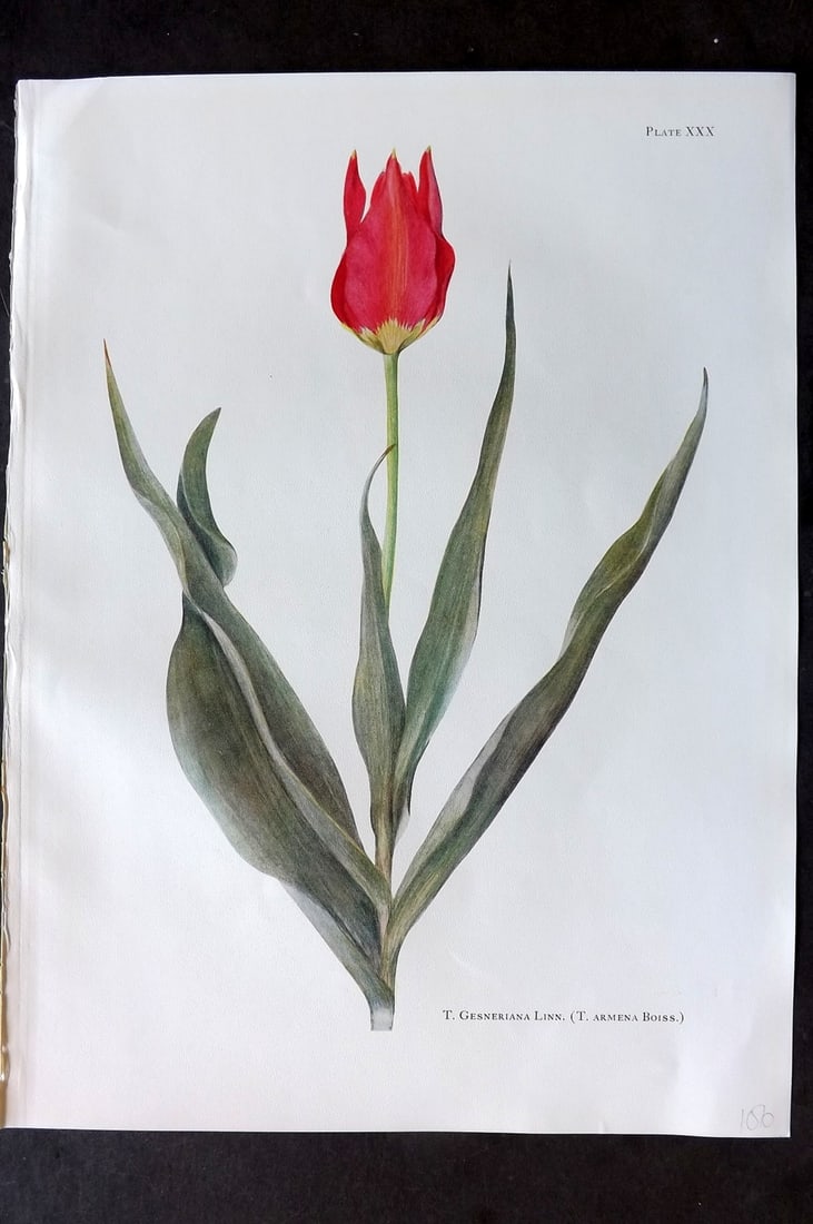 Dykes, William 1930 Folio Botanical Print. Tulip Gesneriana Linn 30 (1 of 1)