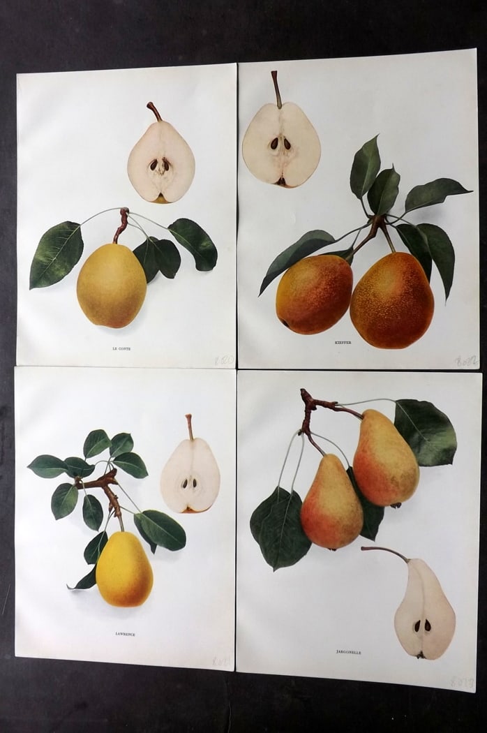 Hedrick, U. P. 1921 Lot of 4 Botanical Prints. Pears (1 of 2)