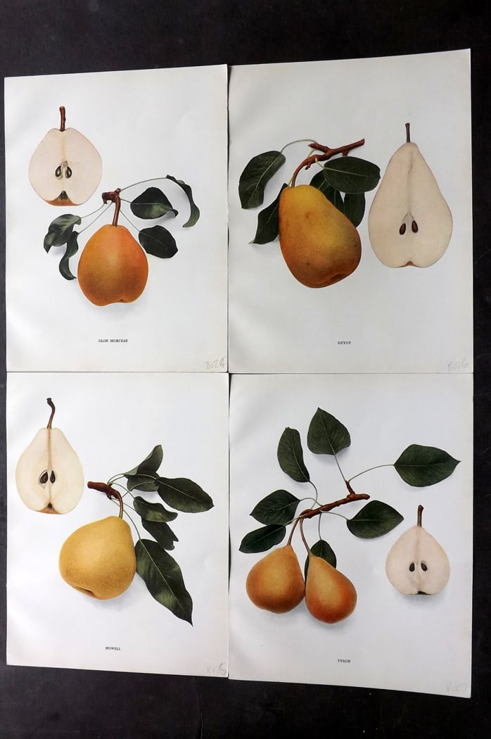 Hedrick, U. P. 1921 Lot of 4 Botanical Prints. Pears (1 of 2)