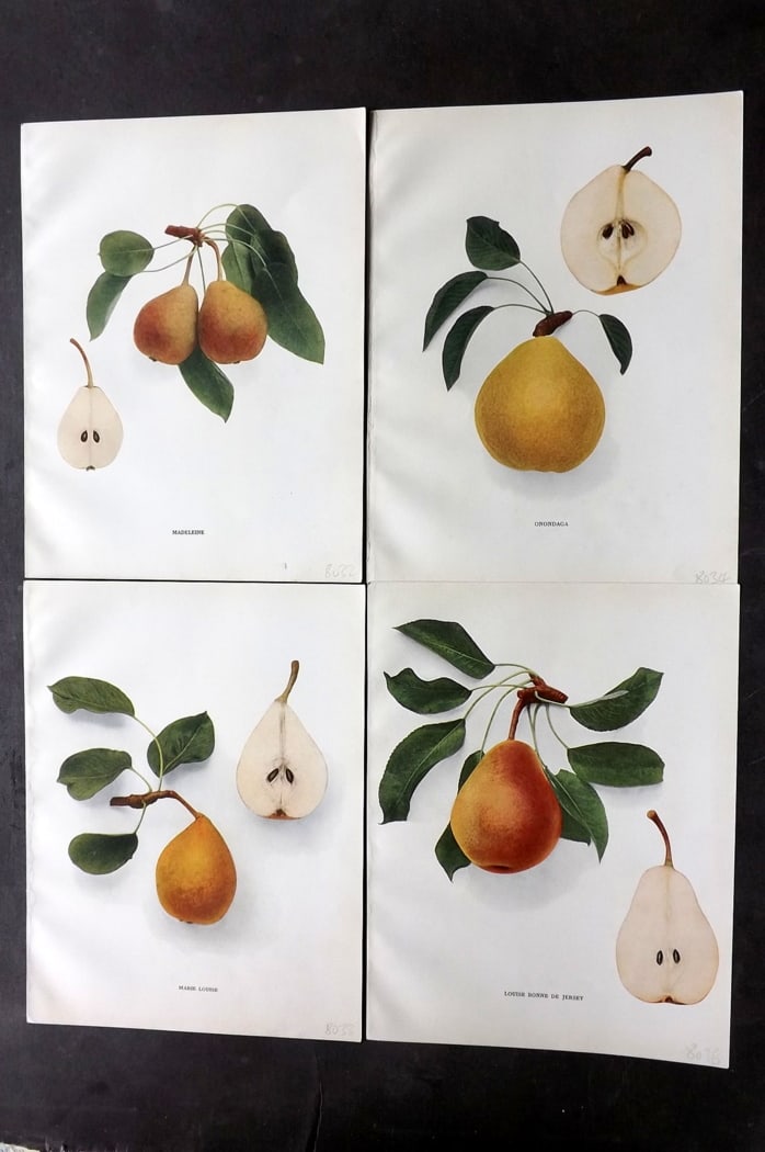 Hedrick, U. P. 1921 Lot of 4 Botanical Prints. Pears (1 of 2)