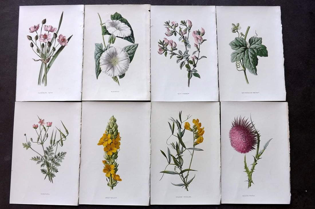 Hulme, F. Edward C1880 Lot of 8 First Edition Botanical Prints (1 of 2)