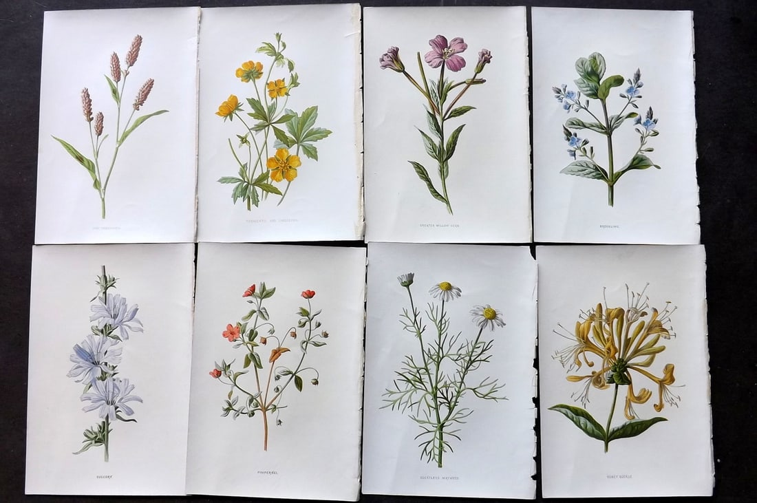 Hulme, F. Edward C1880 Lot of 8 First Edition Botanical Prints (1 of 2)