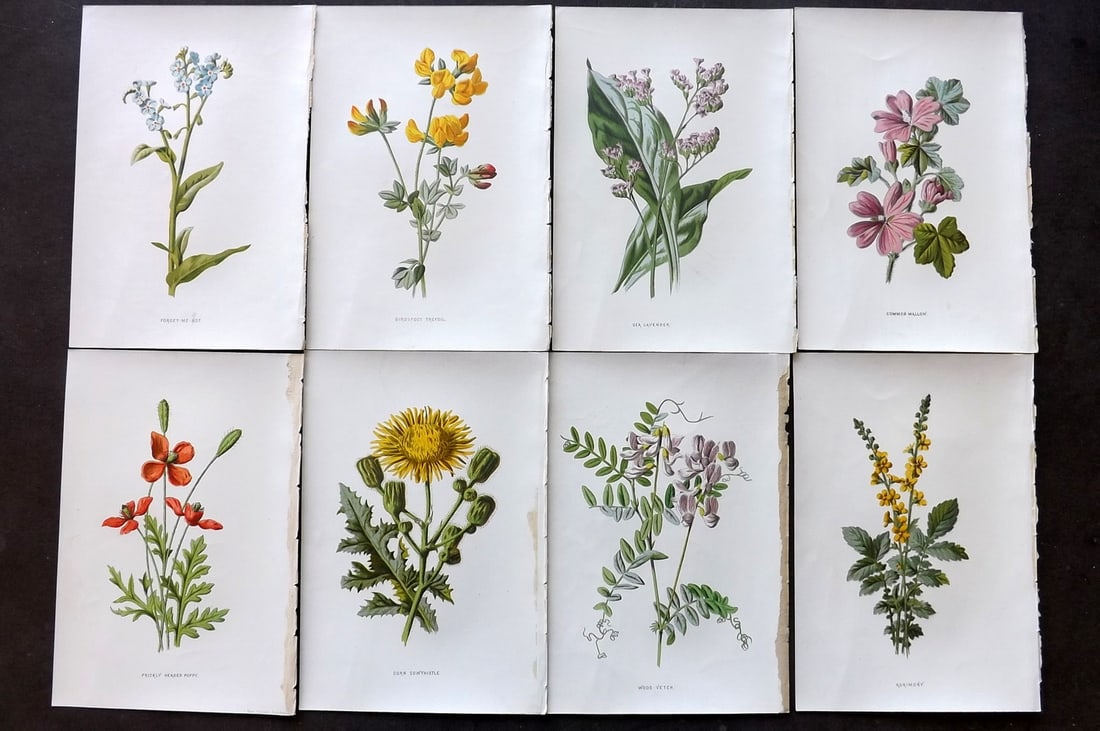 Hulme, F. Edward C1880 Lot of 8 First Edition Botanical Prints (1 of 2)