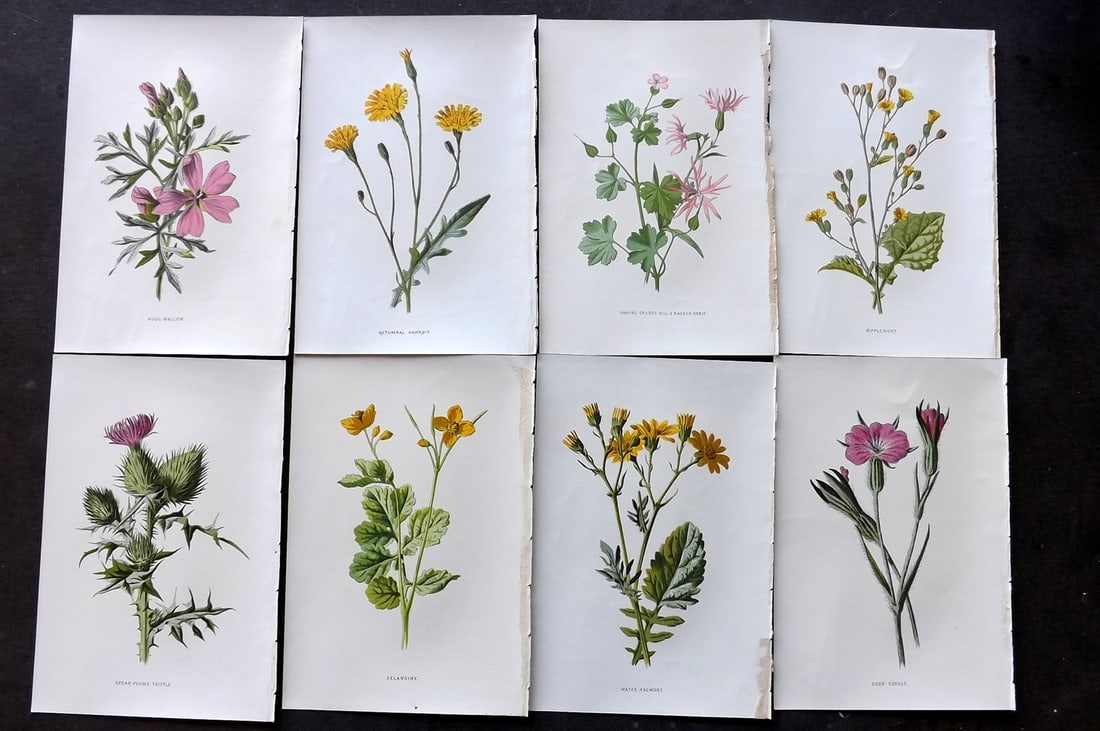 Hulme, F. Edward C1880 Lot of 8 First Edition Botanical Prints (1 of 2)