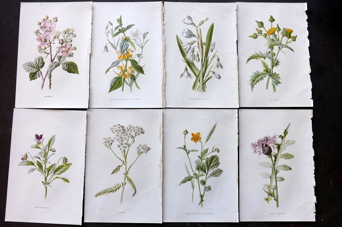 Hulme, F. Edward C1880 Lot of 8 First Edition Botanical Prints (1 of 2)
