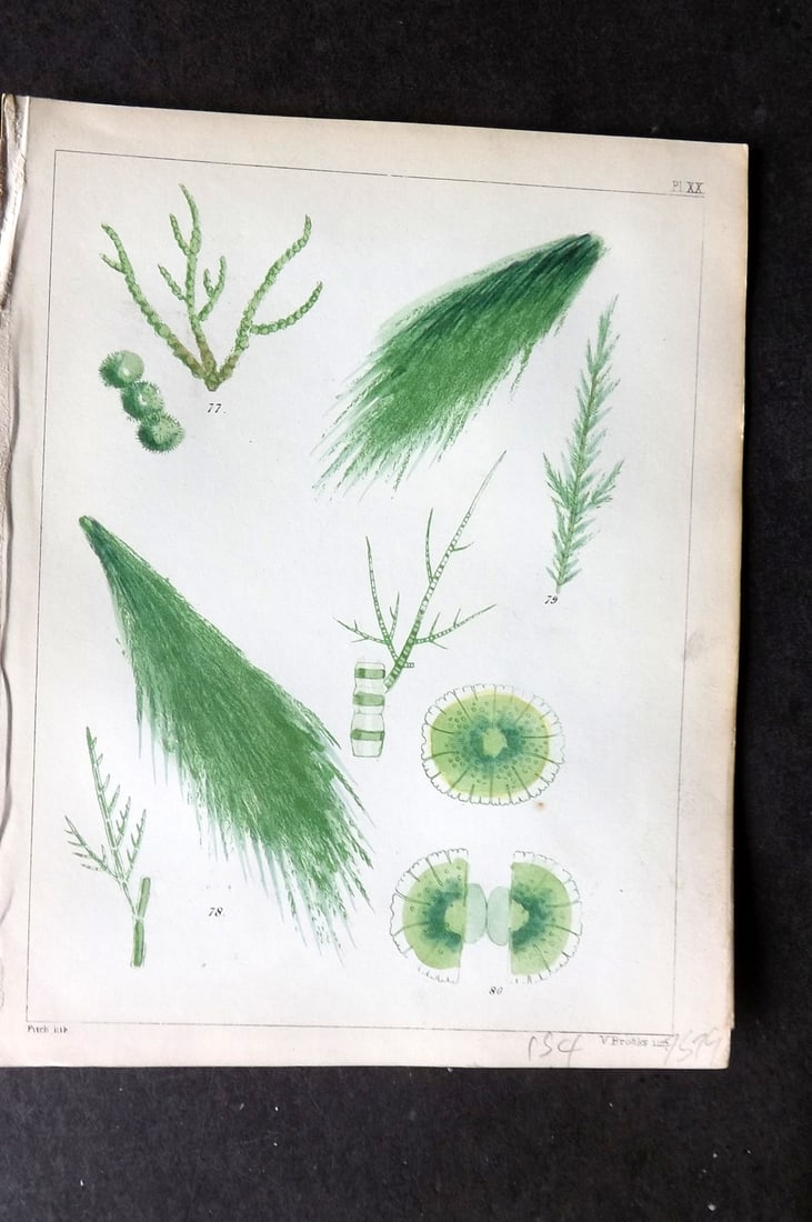 Landsborough, David 1851 HCol Seaweed Print. Batrachosperm, Claddophora, Draparnaldia 20: Hand Coloured Lithograph Published 1849, London for "A Popular History of British Sea-Weeds?" by the Rev. David Landsborough. Paper Size: 6 x 5 inch (16 x 13cm) Good Condition