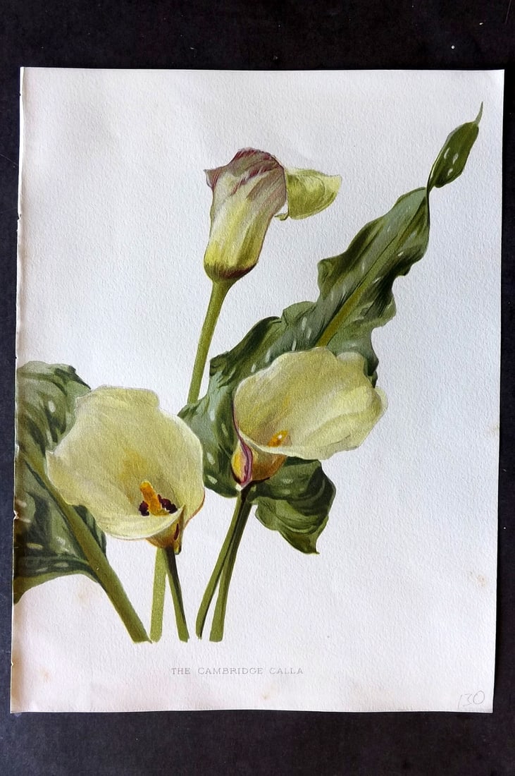 Moon, H. G. 1903 Folio Botanical Print. Cambridge Calla: Chromolithograph Published 1903-05, London for "Flora and Sylva" Illustrated by H. G. Moon. Paper Size: 12 x 9 inch (30 x 23cm) Very minor margin toning. Good Condition
